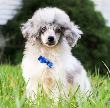 DWAF POODLE