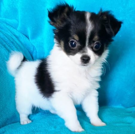 CHIHUAHUA