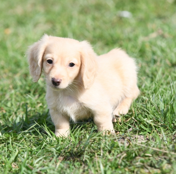 Dachshund